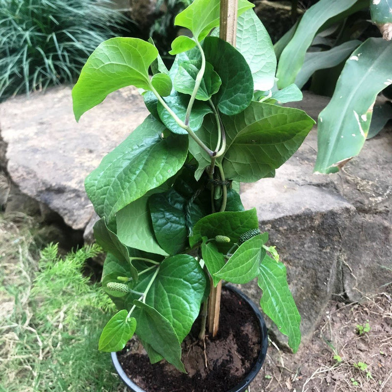 Piper longum Pipli Plant