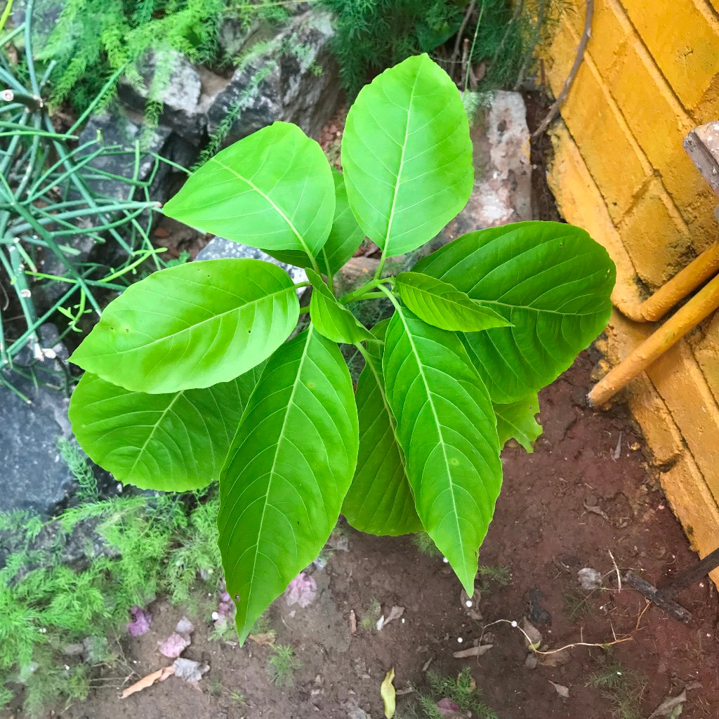 Pisonia grandis - Keeramaran - myBageecha