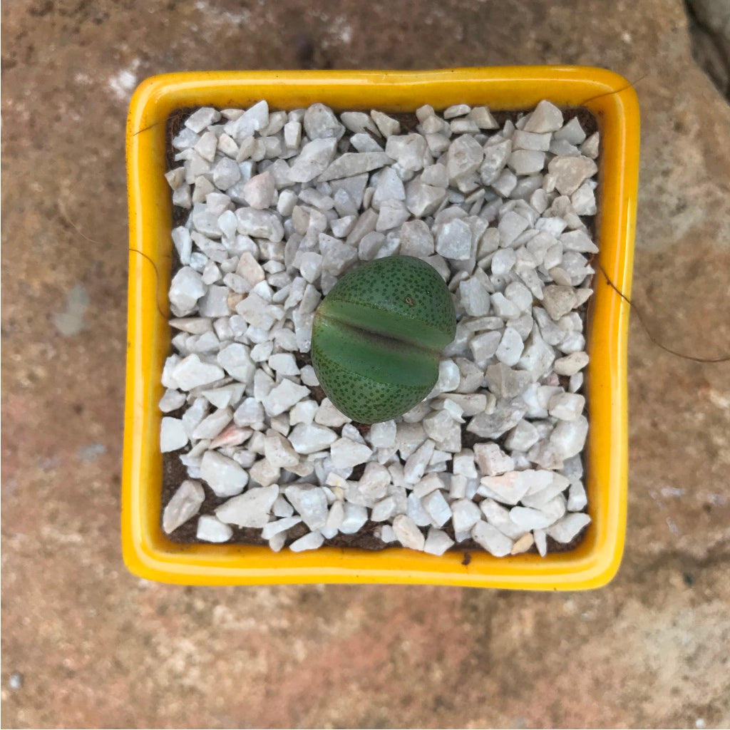 Pleiospilos Nelii Schwantes Split Rock Succulent Plant - myBageecha