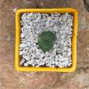 Pleiospilos Nelii Schwantes Split Rock Succulent Plant