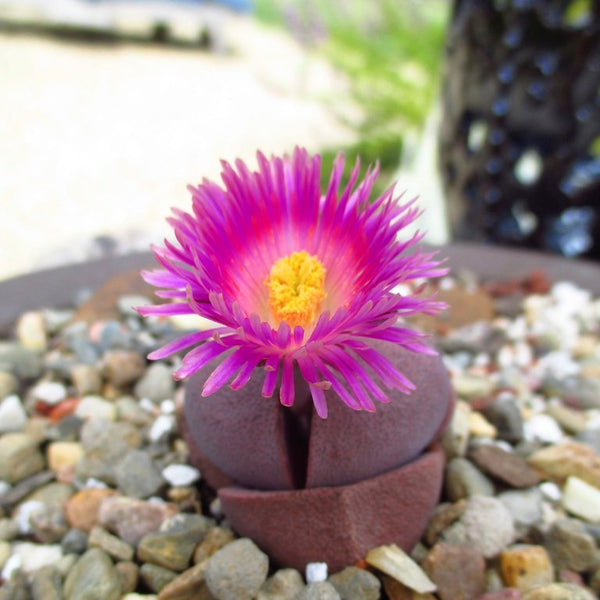 royal flush succulent care Pleiospilos Nelii Royal Flush – Living Stone Succulent Plant