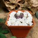 Pleiospilos Nelii Royal Flush Split Rock Succulent Plant