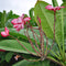 Plumeria Rubra 'Pink Parfait' Plants myBageecha - myBageecha