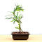 Bonsai Podocarpus Plant