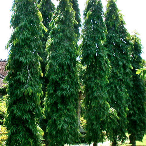 Polyalthia Longifolia - Asopalav - myBageecha