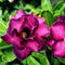 Poppy Violet Adenium Plant