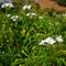 Plumeria Pudica White Plants myBageecha - myBageecha