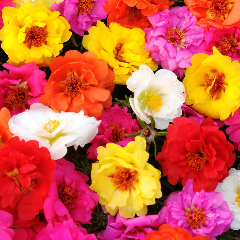 Portulaca happy hour Mix HY Flower Seeds