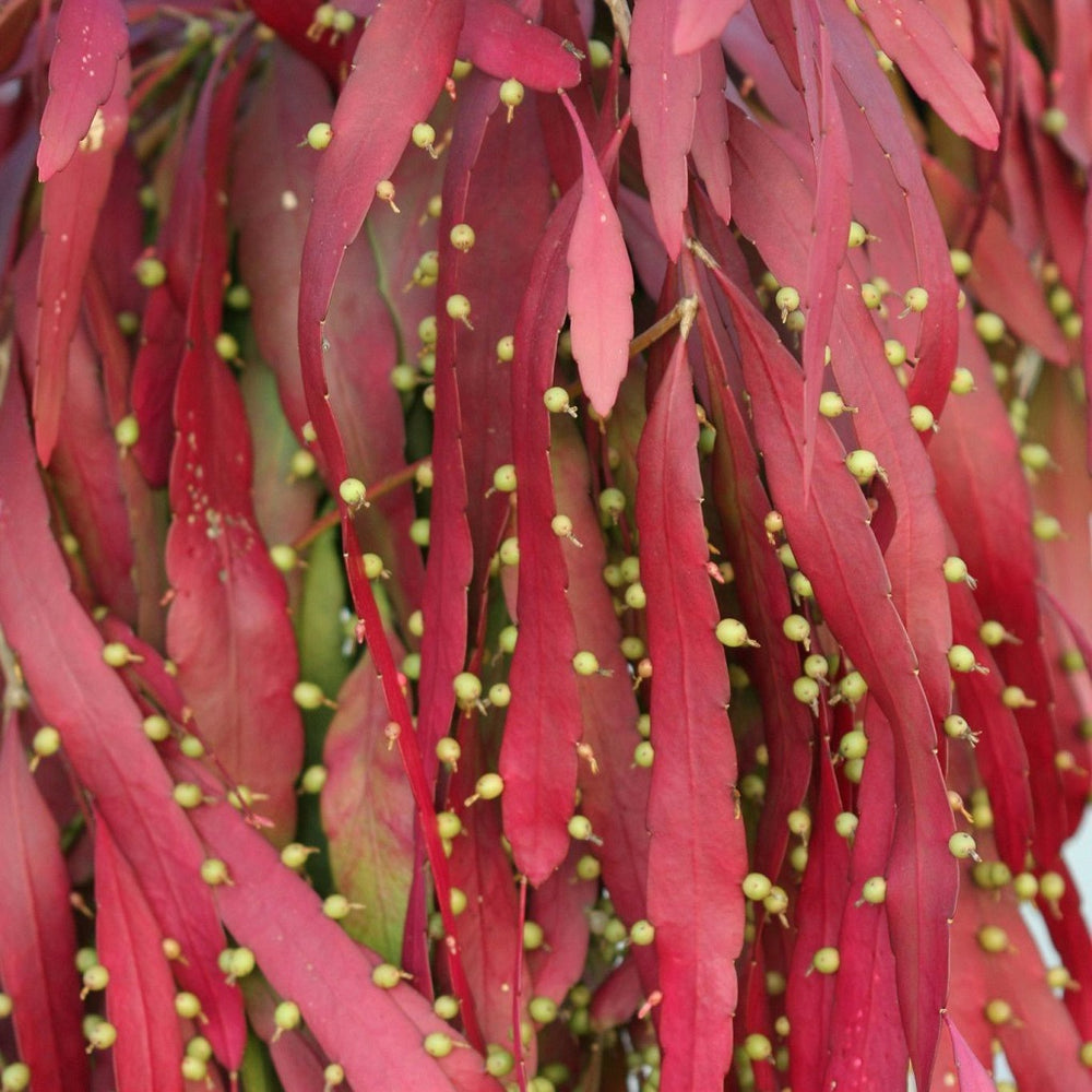 Pseudorhipsalis Ramulosa (Red Rhipsalis) Succulent Plant