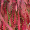 Pseudorhipsalis Ramulosa (Red Rhipsalis) Succulent Plant