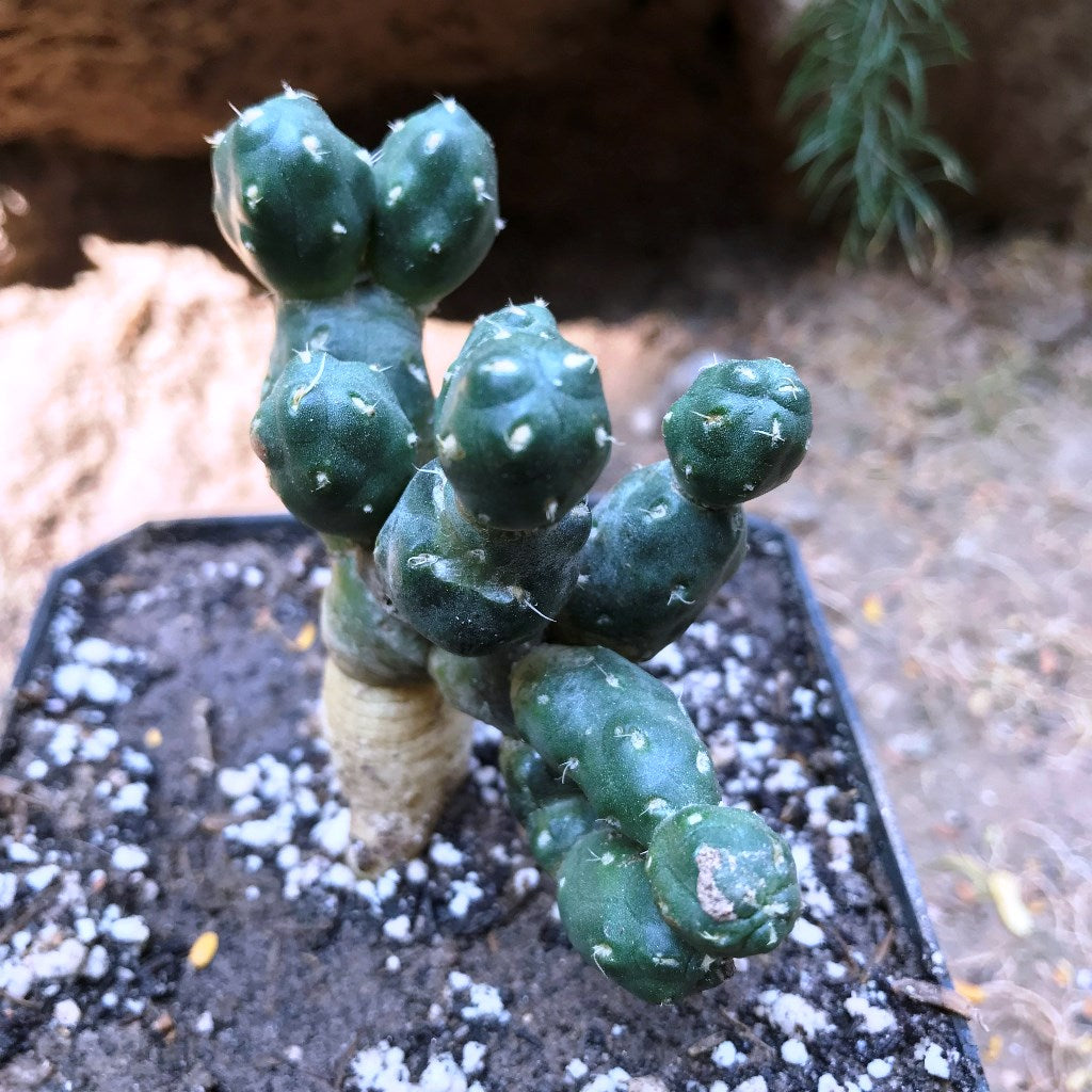 Puna sp. Nova Cactus Plant - myBageecha