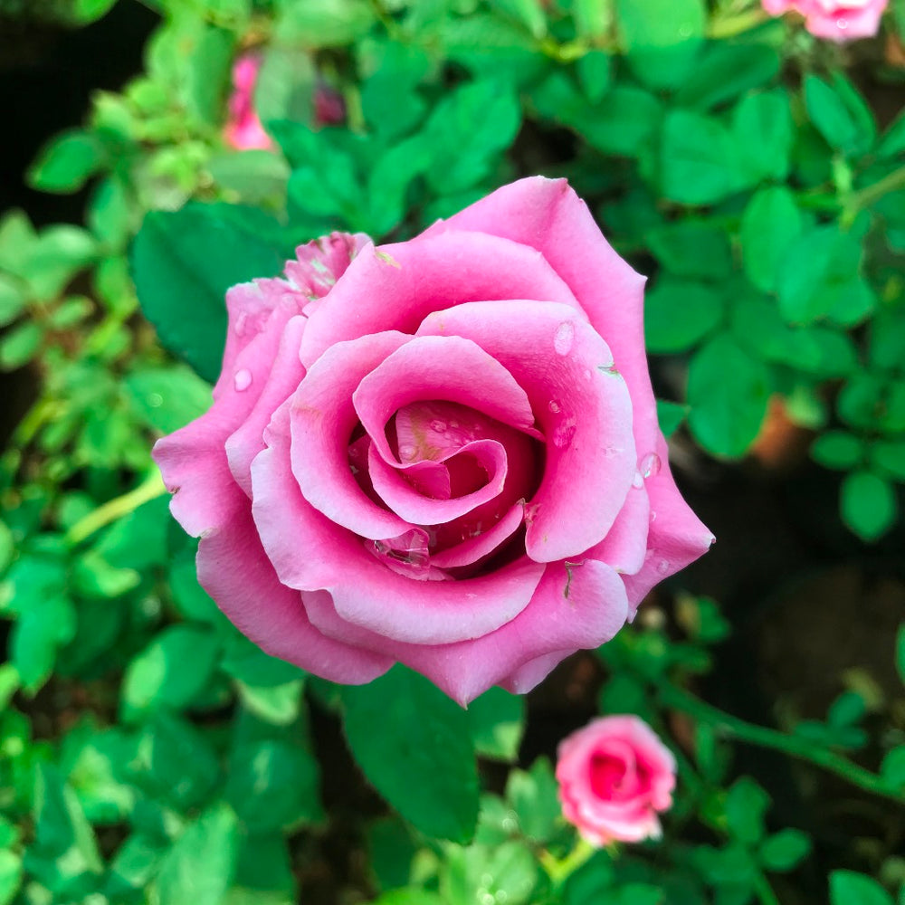 Buy Shrub Roses Online Wide Selection MyBageecha