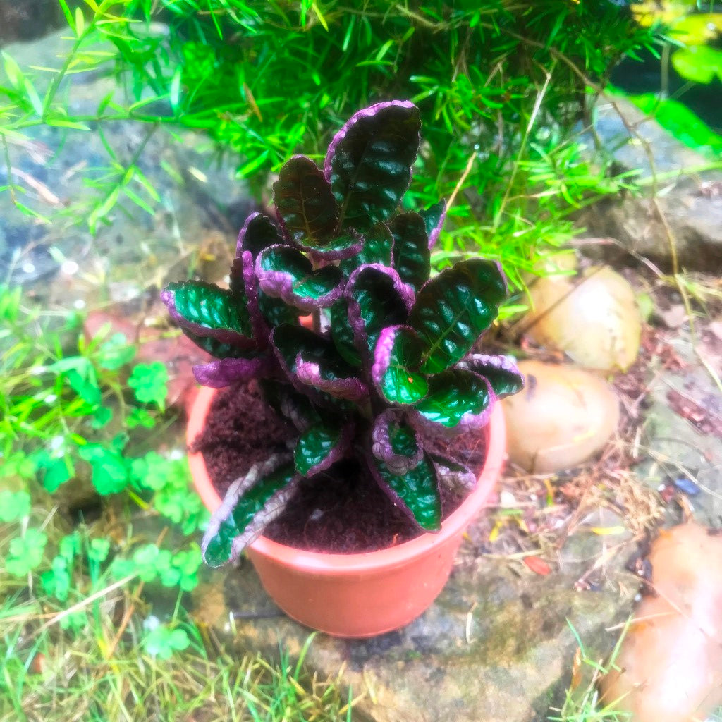 Purple waffle Plant - myBageecha