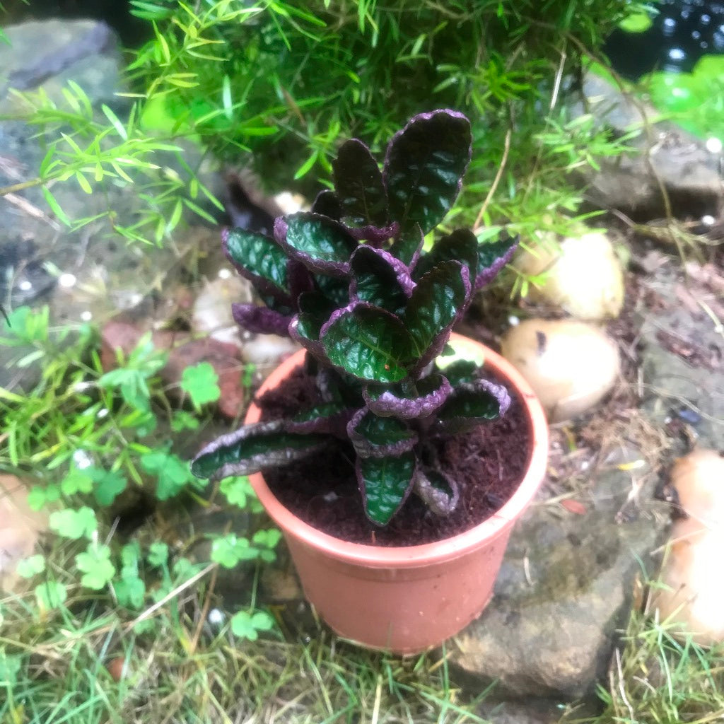 Purple waffle Plant - myBageecha