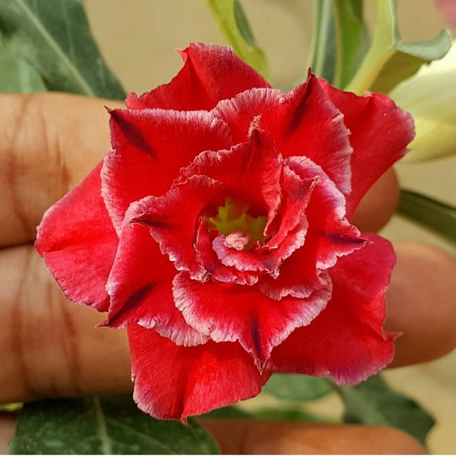 Red Cardinal Adenium Plant - myBageecha