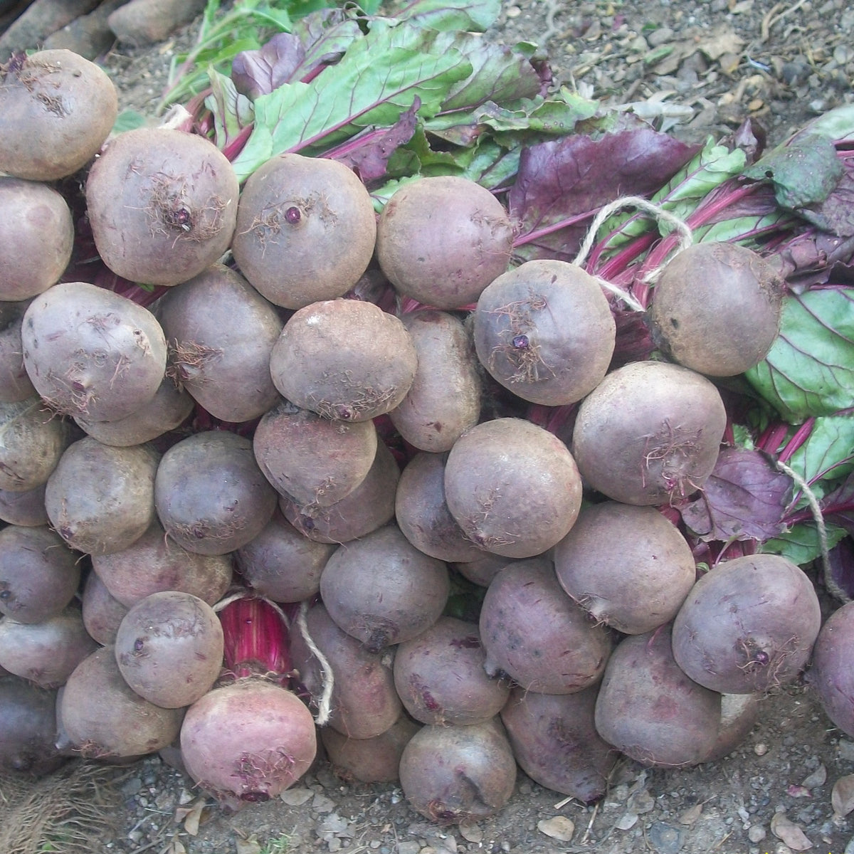 Beetroot Ruby Queen – crimson root, winter harvest – myBageecha