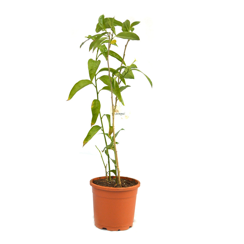 raat ki rani plant indoor Buy Raat ki Raani Night Blooming Jasmine Plant Online