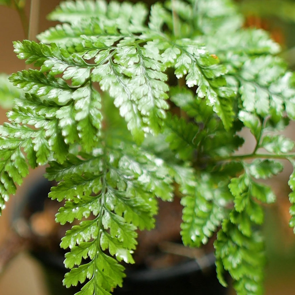 fern plant air purifier Rabbit Foot Air Purifier Fern Plant