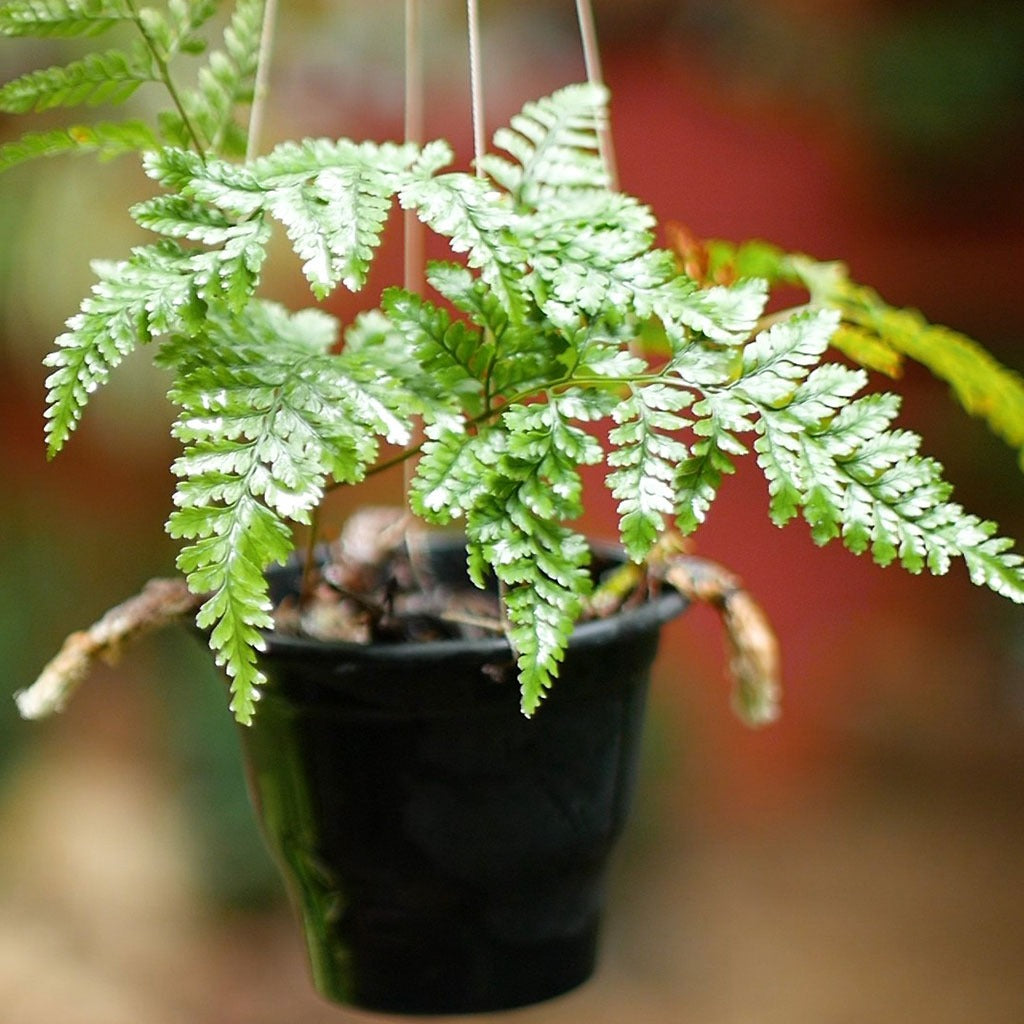 fern plant air purifier Rabbit Foot Air Purifier Fern Plant