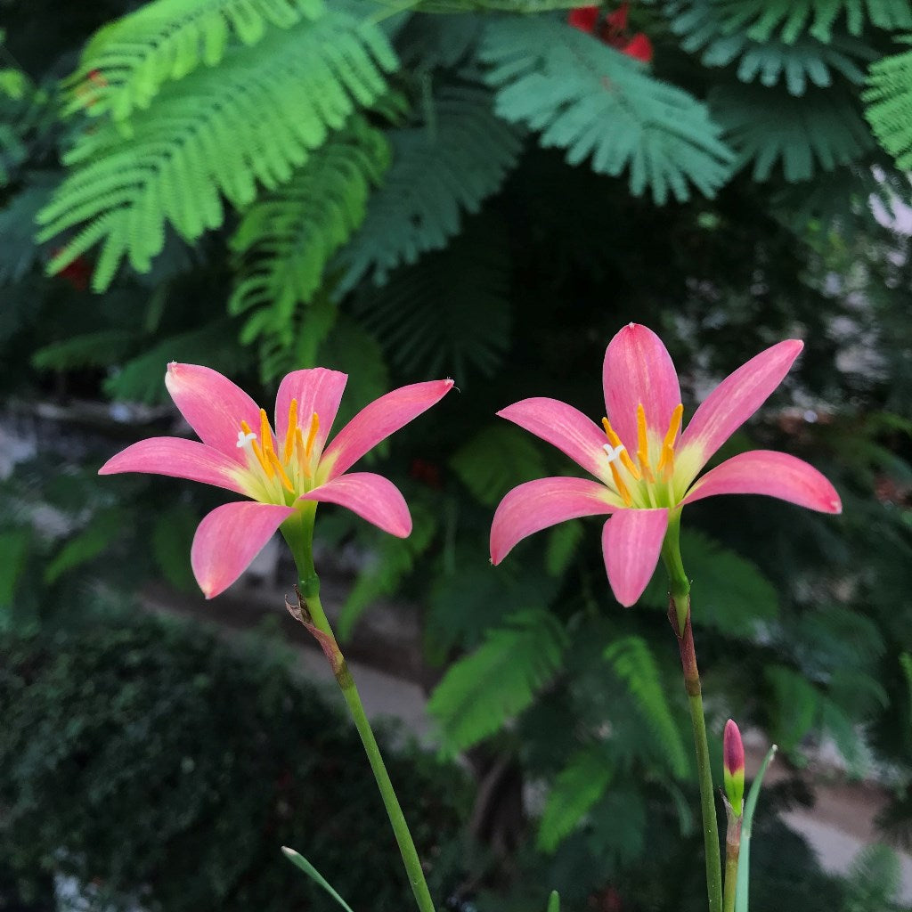 Rain Lily 'Orchid' (Bulbs) - myBageecha