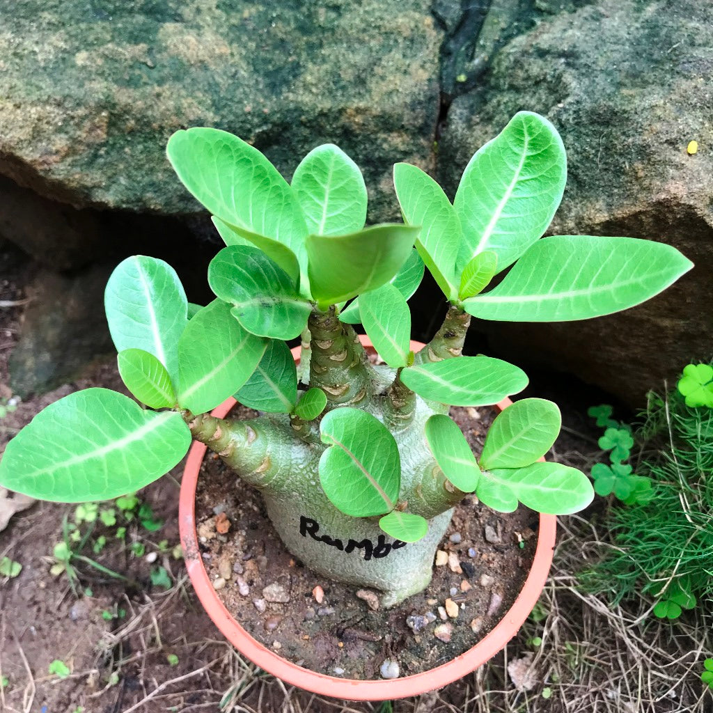 Adenium Arabicum 'Rambo' Plant - myBageecha