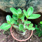 Adenium Arabicum 'Rambo' Plant