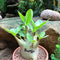 Adenium Arabicum 'Rambo' Plant