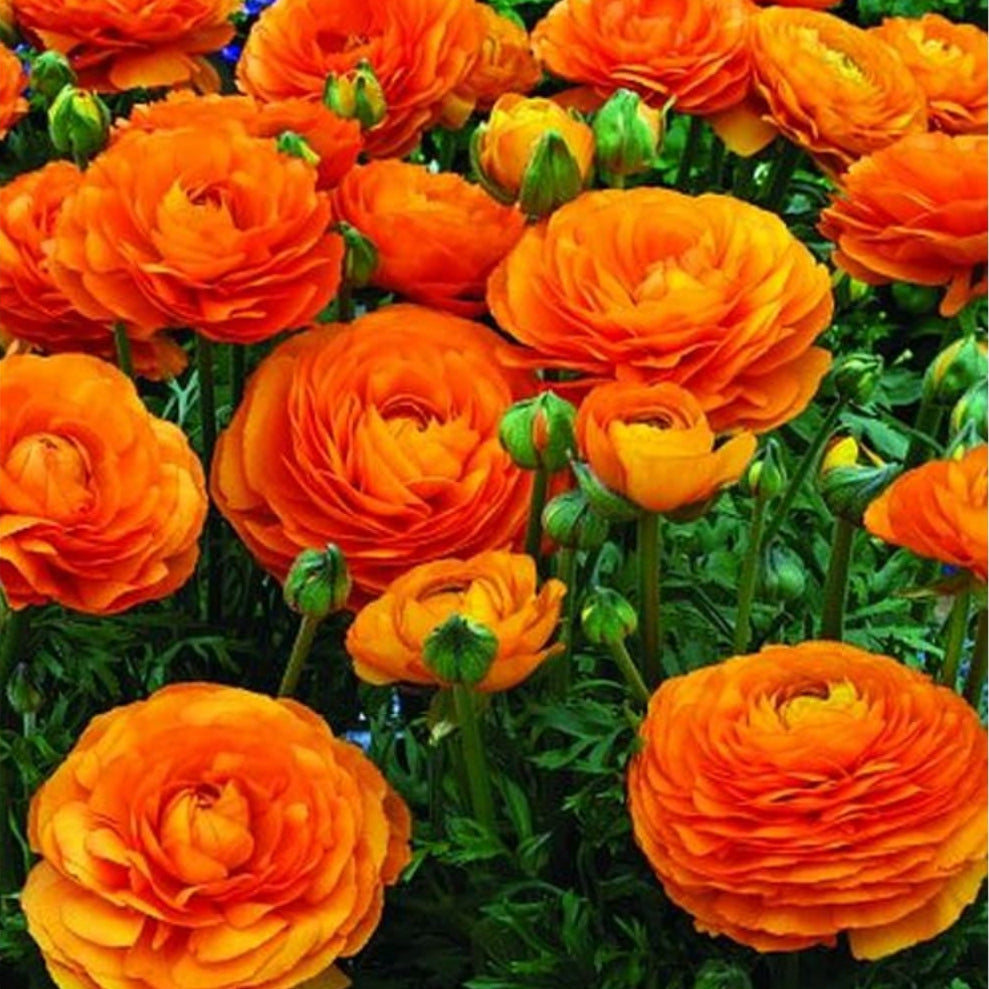 Ranunculus asiaticus 'Aviv Oranje' Bulbs – Warm Orange Spring Flowers