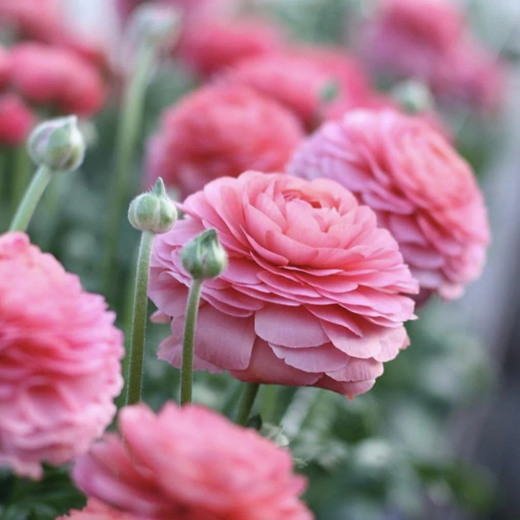 Ranunculus asiaticus 'Aviv Roze' – Soft Pink Spring Flowers