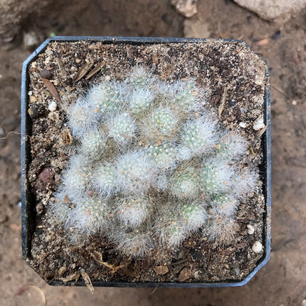 Rebutia Albiflora Cactus Plant - myBageecha