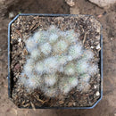 Rebutia Albiflora Cactus Plant