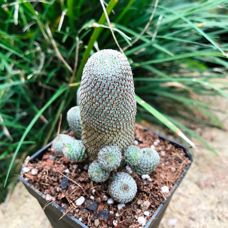 Rebutia Heliosa Cactus Plant