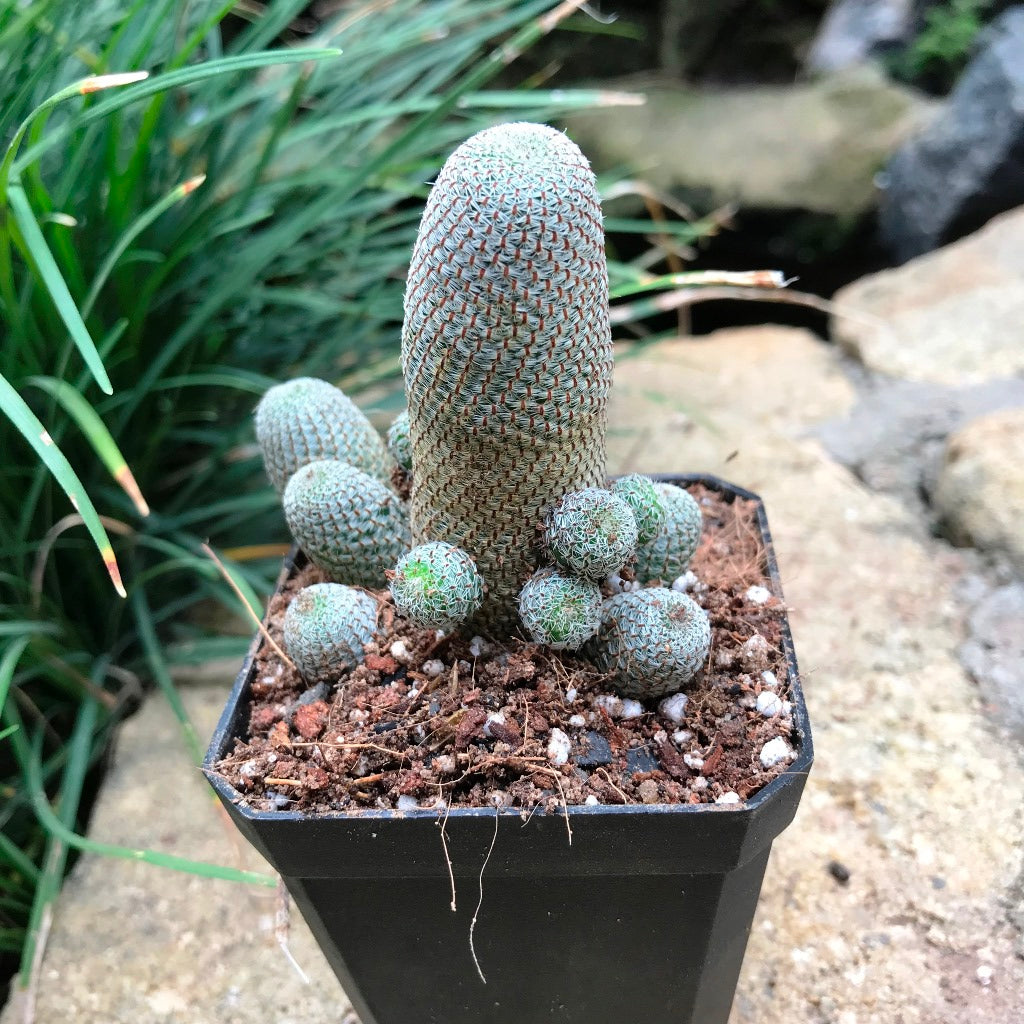 Rebutia Heliosa Cactus Plant - myBageecha