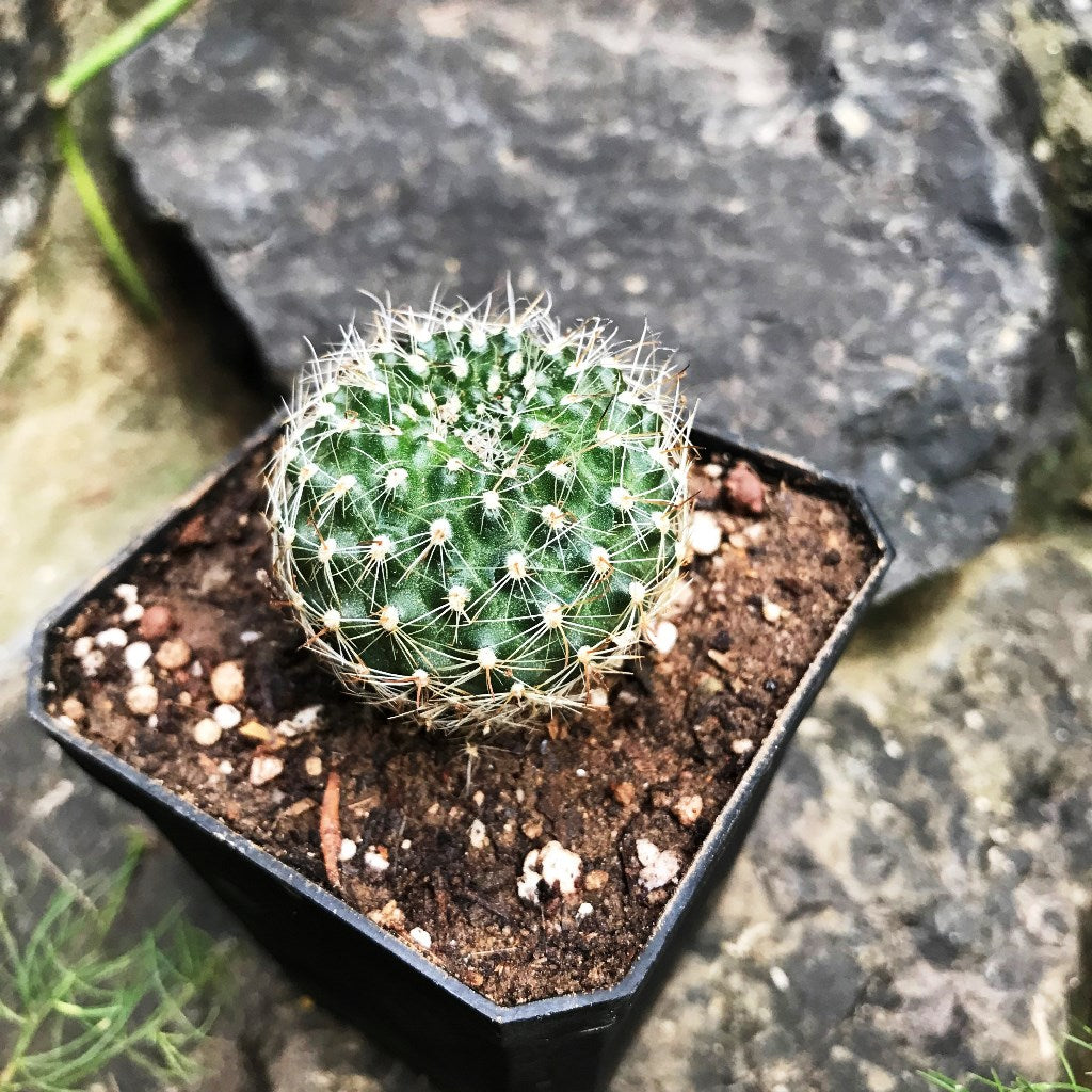 Rebutia Minuscula Cactus Plant - myBageecha