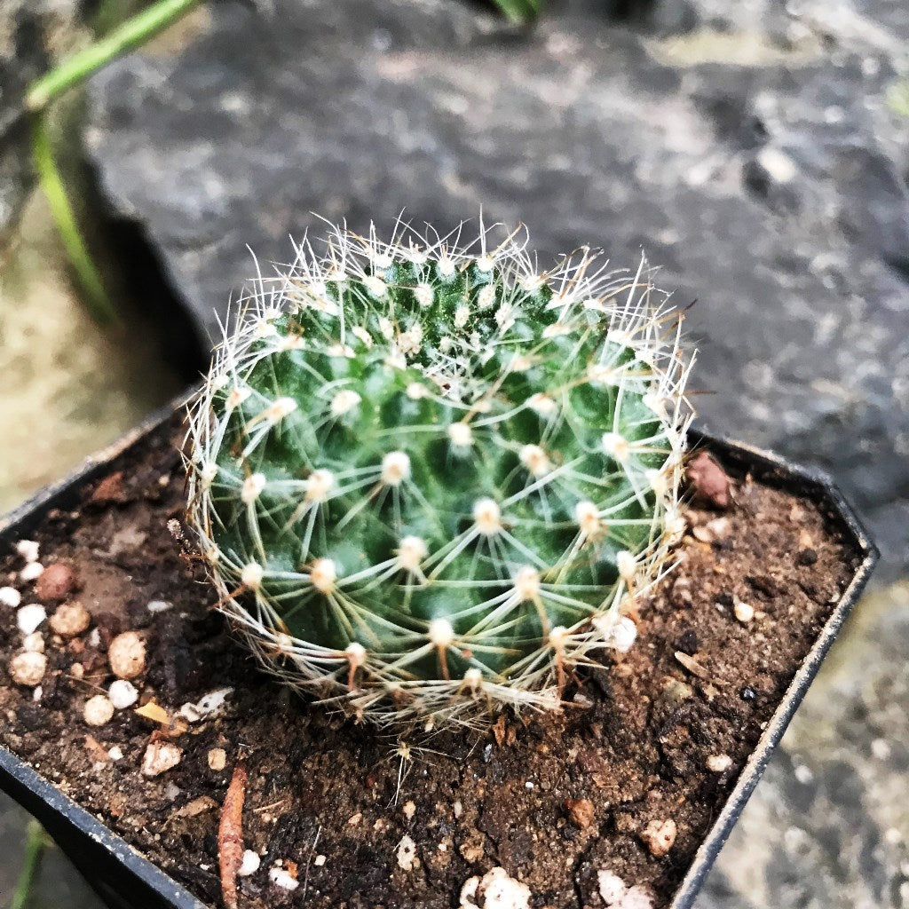 Rebutia Minuscula Cactus Plant - myBageecha