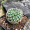 Rebutia Minuscula Cactus Plant