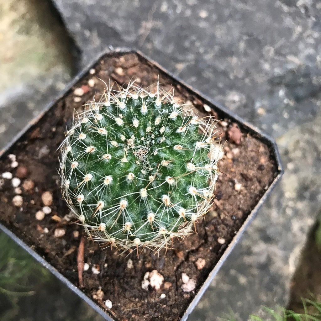 Rebutia Minuscula Cactus Plant - myBageecha