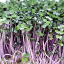 Red Cabbage Microgreens Seeds