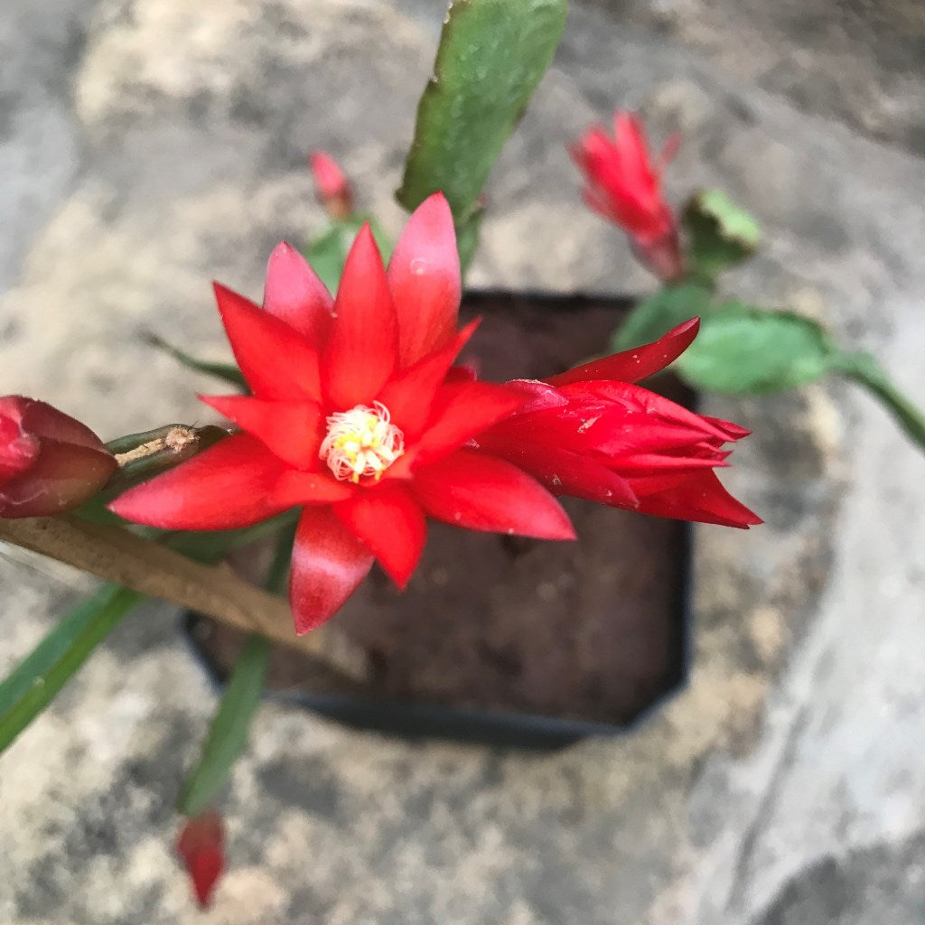 Red Easter Cactus Plant - myBageecha