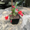 Red Easter Cactus Plant