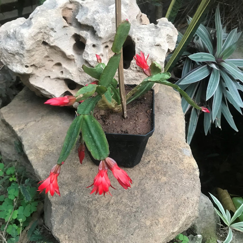 Red Easter Cactus Plant