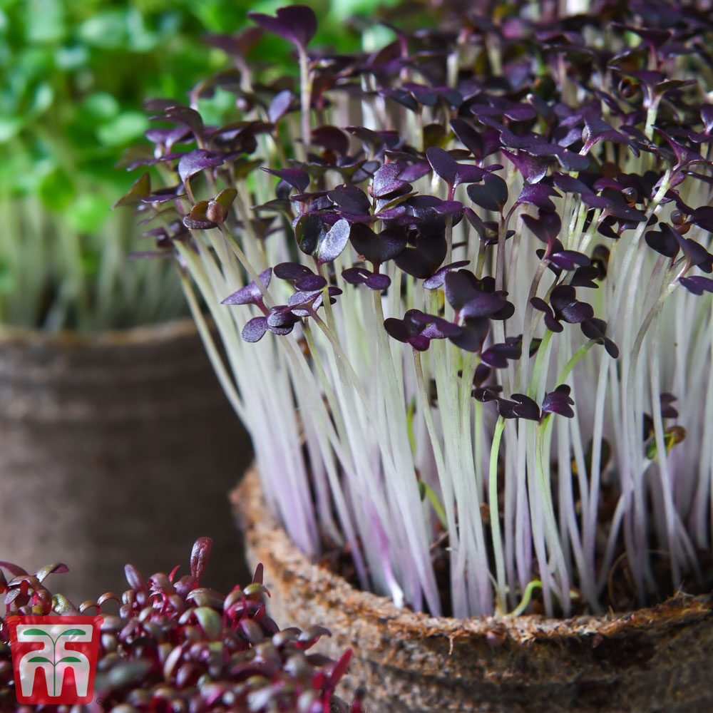 Red mustard microgreens, All Season harvest - myBageecha