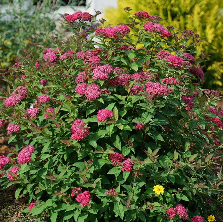 Red Spirea Plant