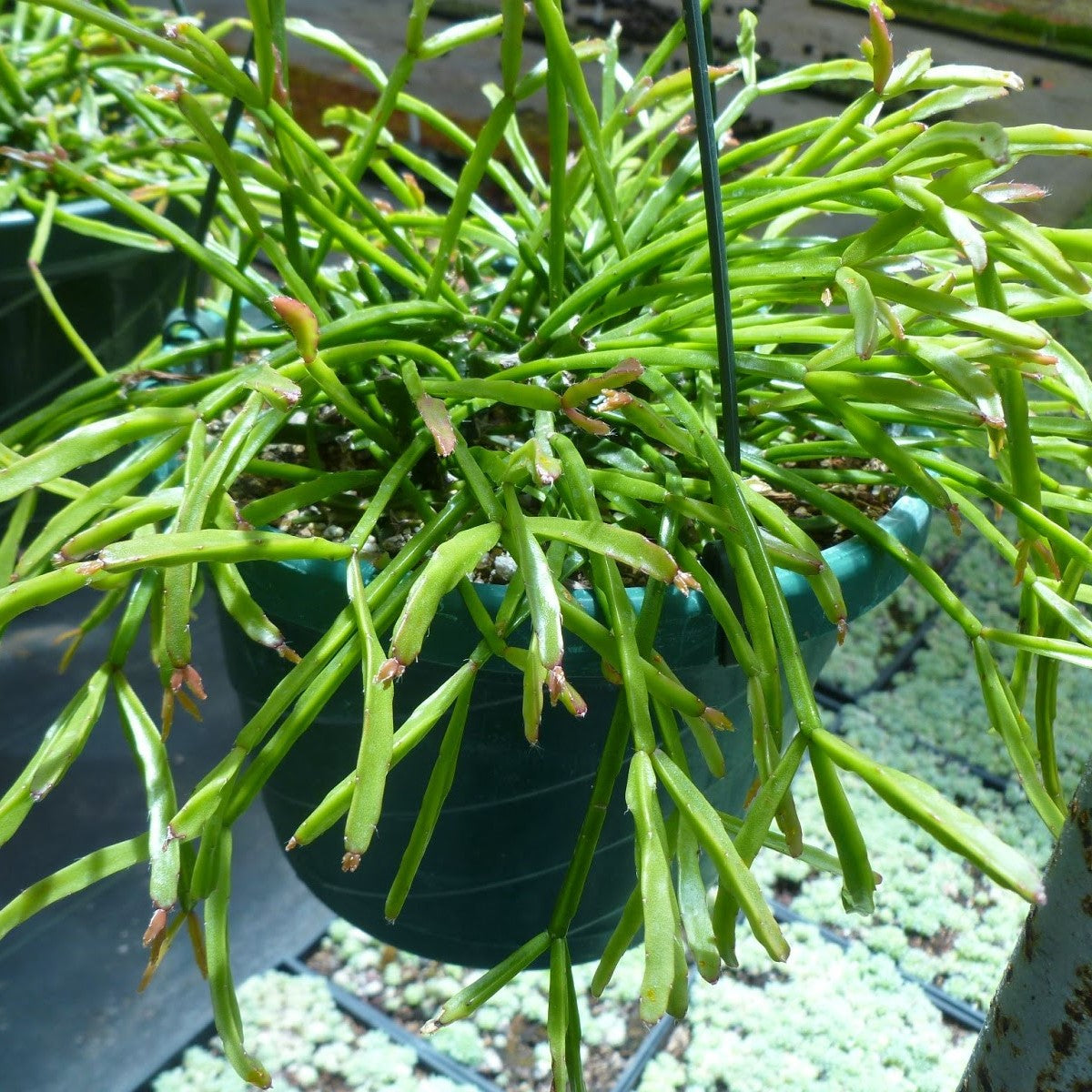 Rhipsalis Sulcata