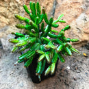 Pustoplodny Rhipsalis Succulent Plant