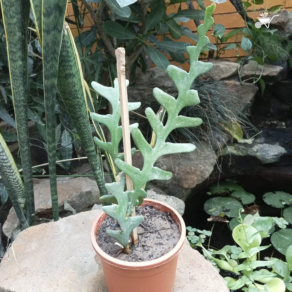 Rick Rack Cactus Cactus Plant - myBageecha