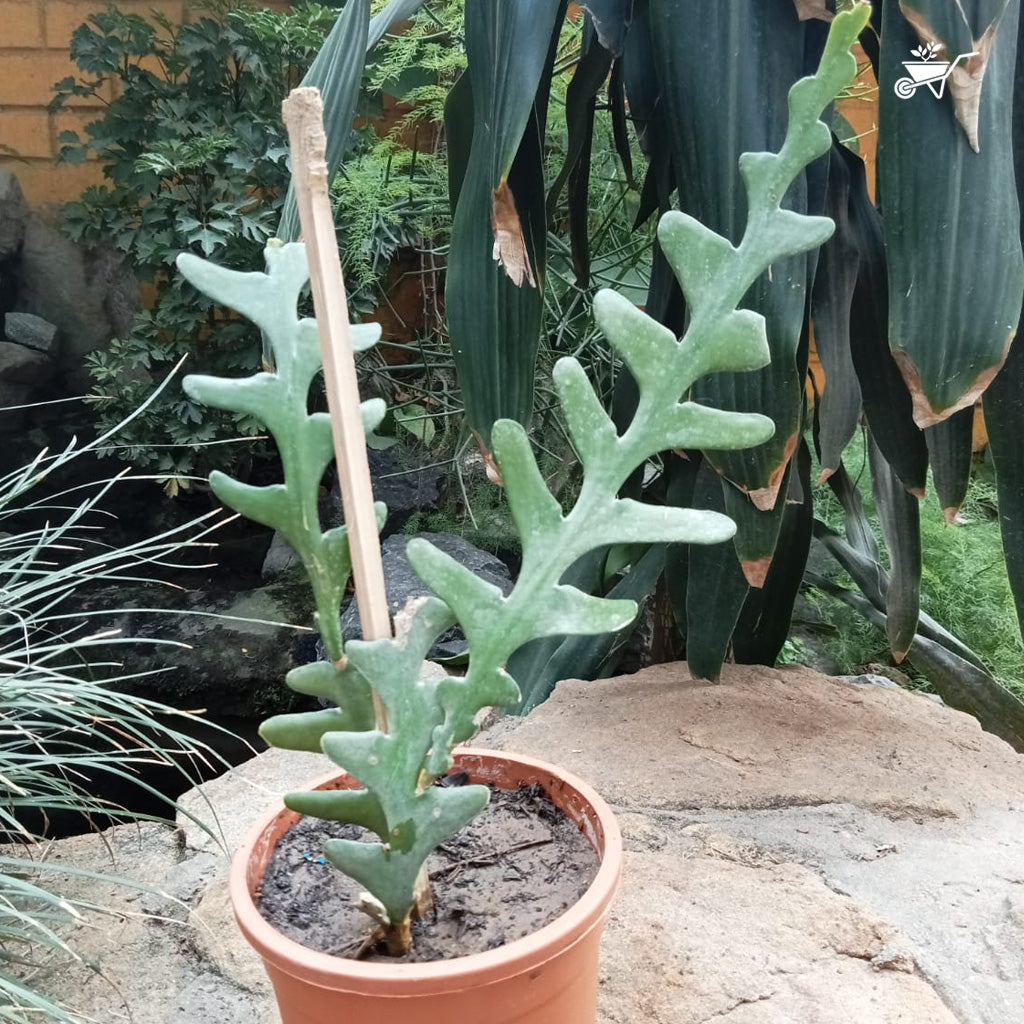 Rick Rack Cactus Cactus Plant - myBageecha