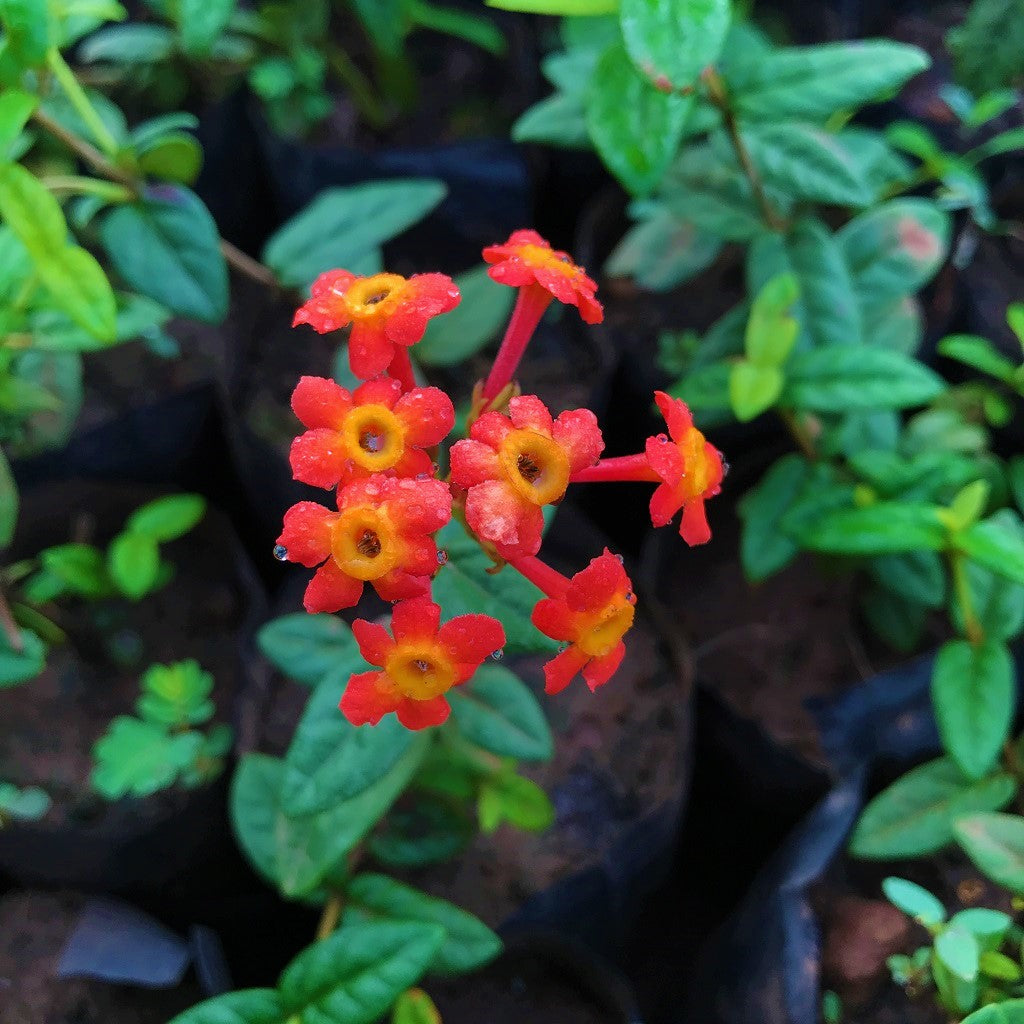 Orange Panama Rose Plant - myBageecha