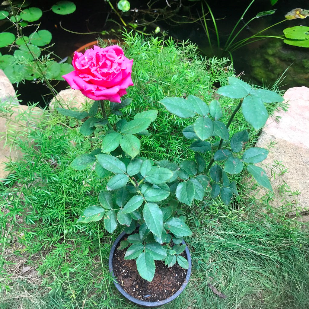 Rosemary Ladlau Shrub Rose Plant - myBageecha