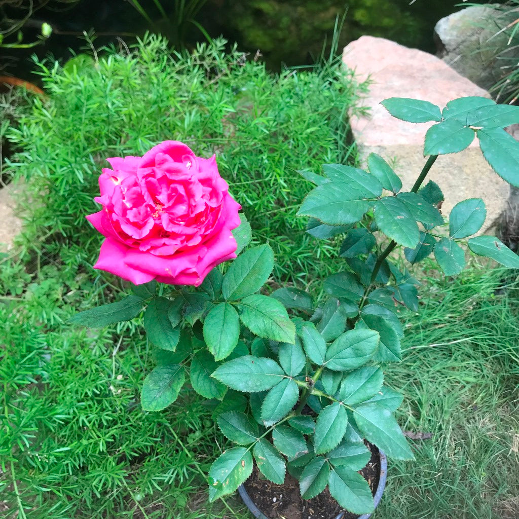 Rosemary Ladlau Shrub Rose Plant - myBageecha